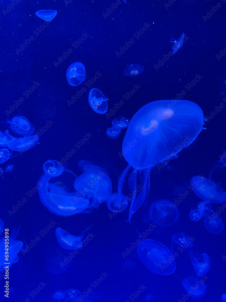 White jellyfish in blue water. An underwater background of jellyfish in the sea. White jellyfish in blue water. An underwater background of jellyfish in the sea.