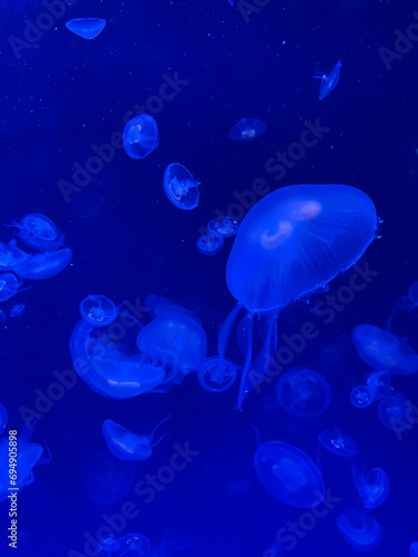 White jellyfish in blue water. An underwater background of jellyfish in the sea. 