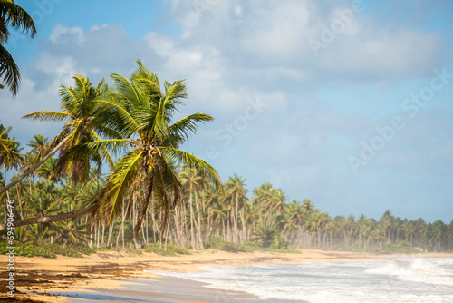 Hanging green palm tree over the sandy wild tropical beach.Sea waves and blue sky in the background. The best untouched wildlife lands on the planet Earth