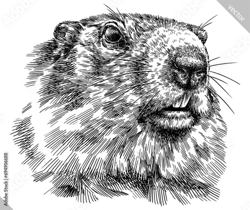 Vintage engraving isolated marmot set illustration groundhog ink sketch. Woodchuck background silhouette art. Black and white hand drawn vector image