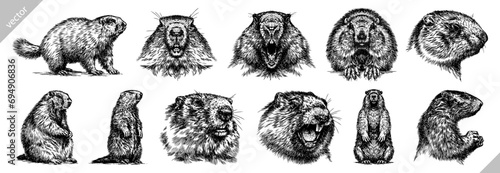 Vintage engraving isolated marmot set illustration groundhog ink sketch. Woodchuck background silhouette art. Black and white hand drawn vector image photo