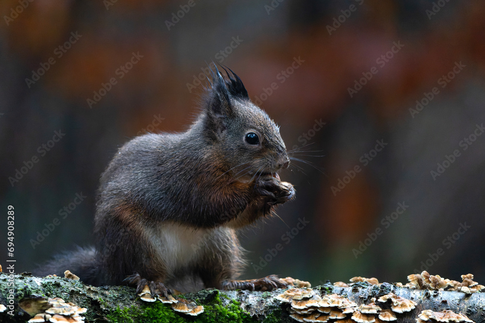 Naklejka premium Eurasian red squirrel (Sciurus vulgaris) searching for food in the winter in the forest in the South of the Netherlands.