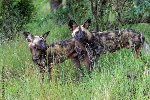 African Wild Dog searching for food, playing and running in the Kruger National Park in South Africa