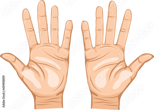 Left and right hand palm illustration