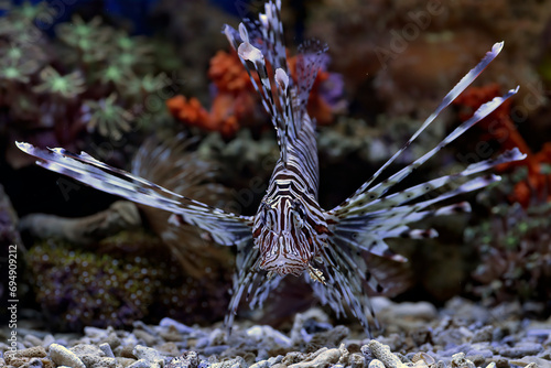 The lionfish shows off its sharp spines