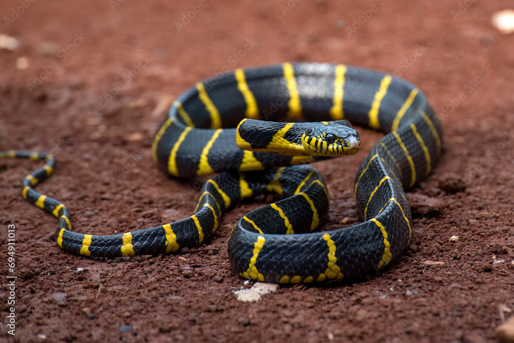 Naklejka premium Cat snake on the ground ready to attack