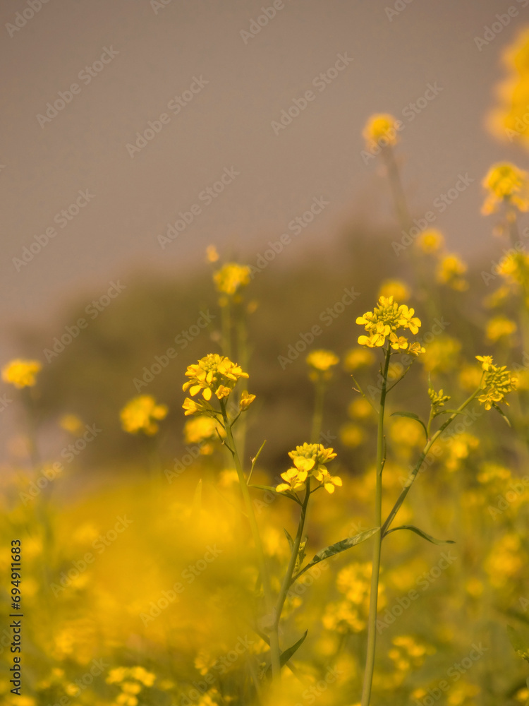 Fototapeta premium Radiant Floral Harmony: Canola Blossom Extravaganza