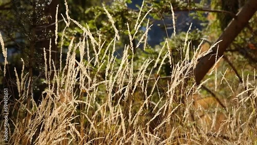 Plant moved by the wind. Migliarino maggiore, Deschampsia cespitosa on a sunny day.