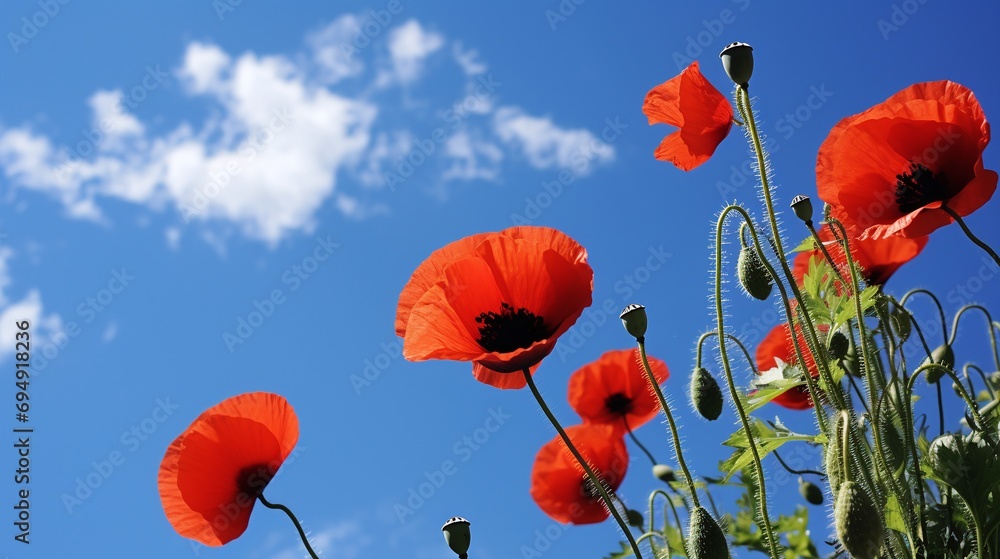Obraz premium Vibrant Red Poppies Against Blue Sky with Fluffy Clouds Nature Background