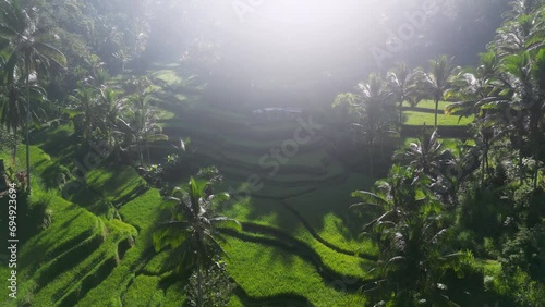 Ceking Rice Terrace Drone Footage during sunrise