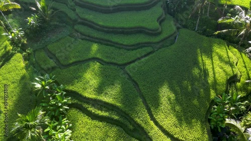 TEGALALANG RICE TERRACE Bali Drone 