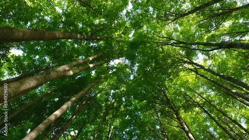 Trees seen from below moved by the wind. Forest with branches and leaves stirred by the wind.
