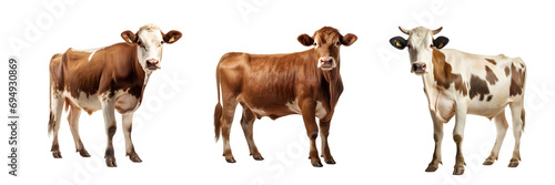 Set of cows on transparent background PNG