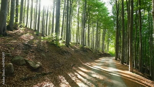 Path that crosses a forest with rays of sun filtering through the trees moved by the wind.

