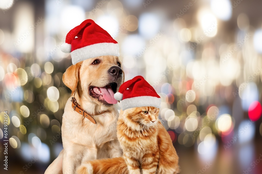 Adorable dog and cute cat wearing a Santa Christmas hat.