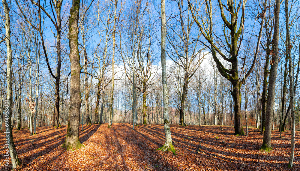 Landscape in a leafless forest in late autumn Landscape in a leafless forest in late autumn