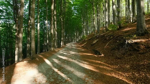 Path that crosses a forest with rays of sun filtering through the trees moved by the wind.
