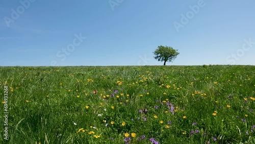 Tree in a field of flowers blowing in the wind on a hill of the Parco dei Mille Laghi located in the Italian region of Emilia Romagna.
