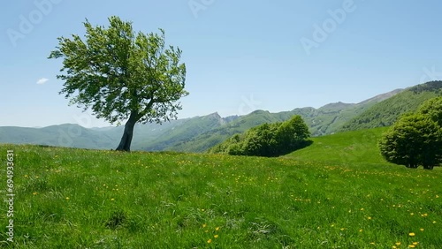Tree in a field of flowers blowing in the wind on a hill of the Parco dei Mille Laghi located in the Italian region of Emilia Romagna.
