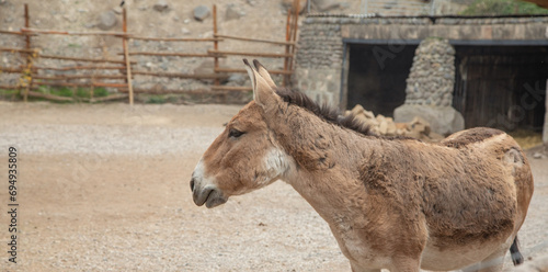 Portrait of donkey at the zoo.