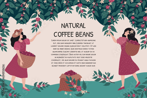 Coffee beans. Ethiopia farmer cafe decoration, harvest picking, colombia or arabica farm package design, guatemala africa people. Women harvesting. Banner template. Vector background