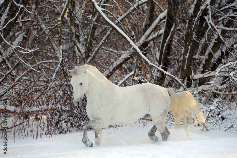 Obraz na plátně White horse walks in winter ranch