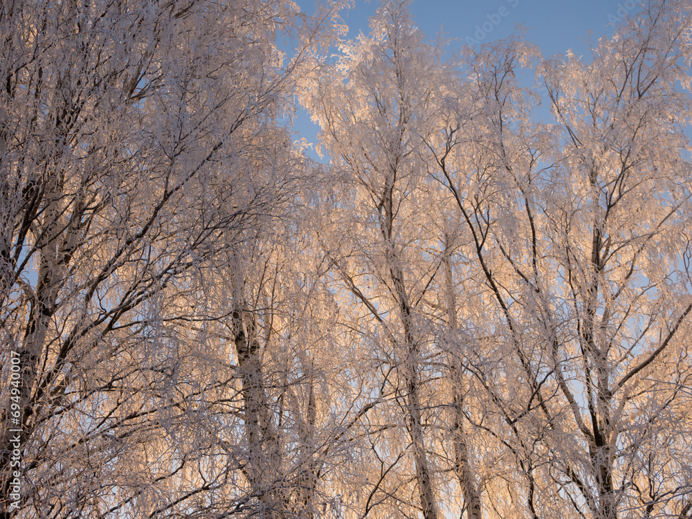 trees in frost in winter