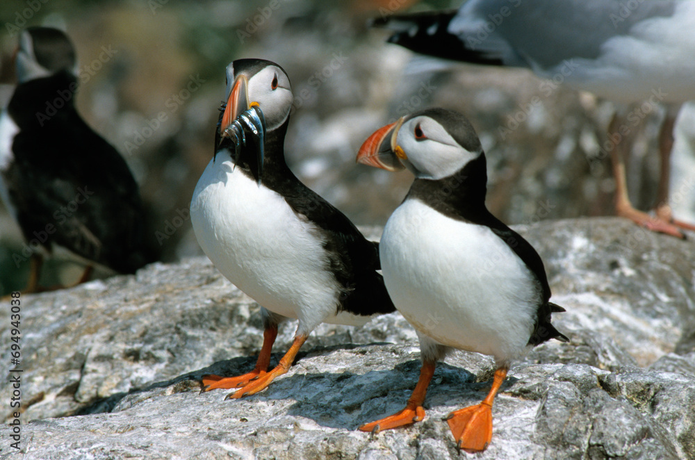 Fototapeta premium Macareux moine, poissons,.Fratercula arctica, Atlantic Puffin, Lançon, Hyperoplus lanceolatus