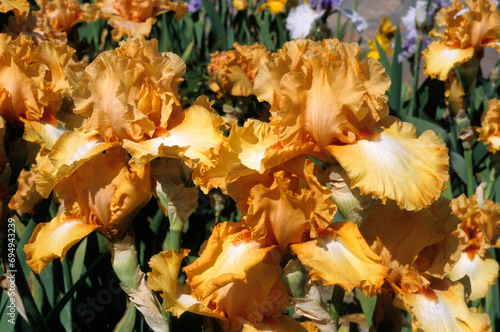 Iris x germanica  'Malaguena' , Iris grand à barbe photo