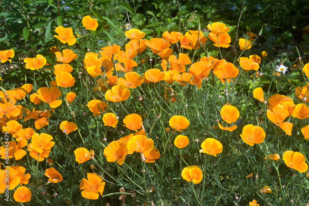 Eschscholzia californica , Pavot de Californie Eschscholzia californica , Pavot de Californie