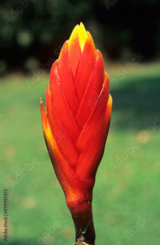 Heliconia rostrata, Héliconia photo