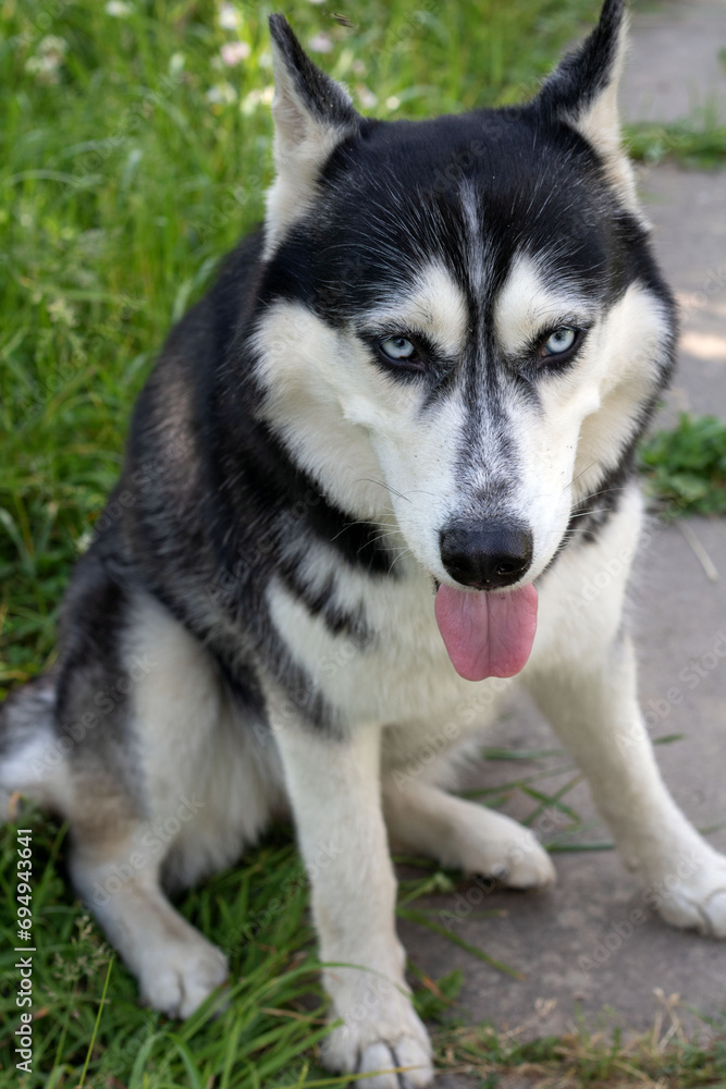 photo Siberian husky, tongue, looking, eye, face, animal, pet, dog, friend, purebred