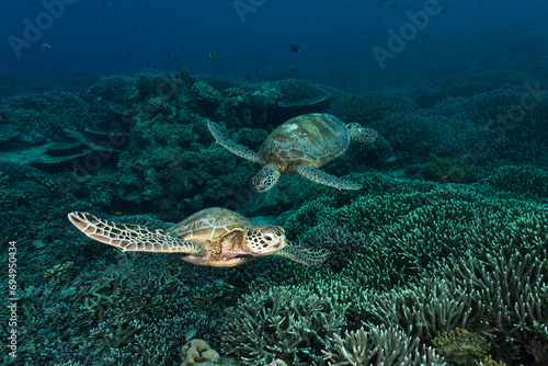 Two turtles chasing each other above the bed of corals