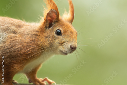 Ein Eichhörnchen schaut neugierig in die Kamera, sciurus vulgaris, Eichhörnchen Nahaufnahme