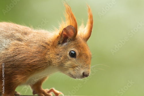 Nahaufnahme eines Eichhörnchens, Sciurus vulgaris