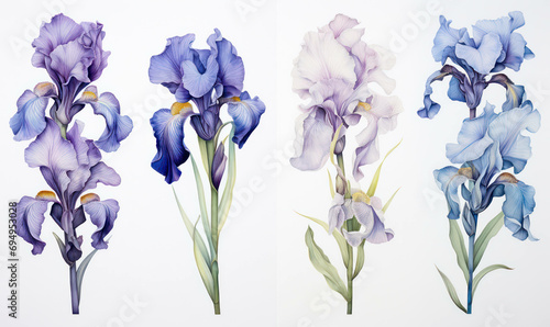 Background nature illustration bloom spring watercolor iris flower blossom decorative plant background floral summer