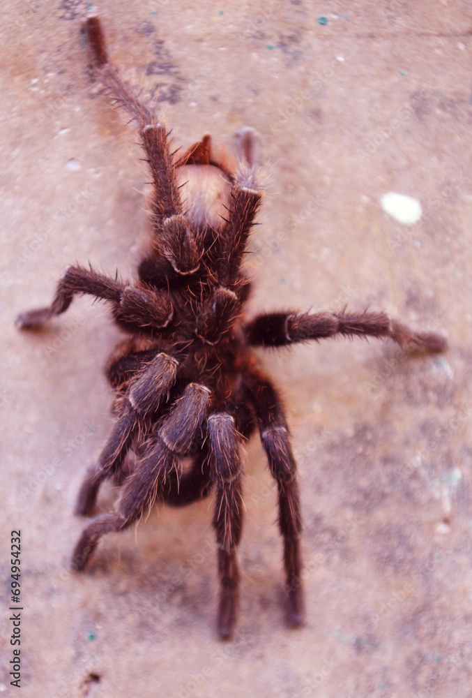 Araña Lasiodora
Las arañas son importantes en nuestro ecosistema porque ayudan a controlar las poblaciones de insectos, contribuyen al equilibrio del ecosistema. Araña Lasiodora
Las arañas son importantes en nuestro ecosistema porque ayudan a controlar las poblaciones de insectos, contribuyen al equilibrio del ecosistema.