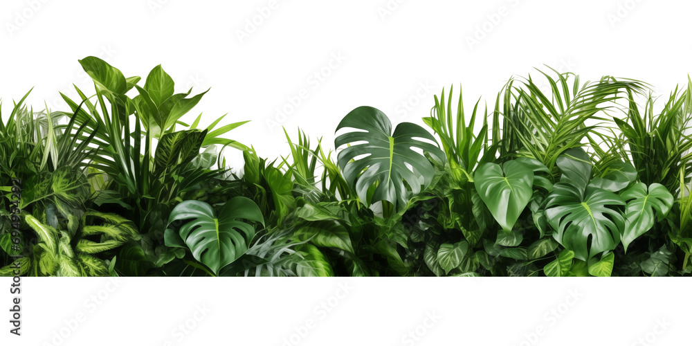 Beautiful composition with fern and other tropical leaves on white background. Banner design