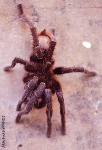 Araña Lasiodora
Las arañas son importantes en nuestro ecosistema porque ayudan a controlar las poblaciones de insectos, contribuyen al equilibrio del ecosistema.  photo