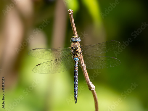 Southern Hawker Dragonfly Resting on a Twig © Stephan Morris 