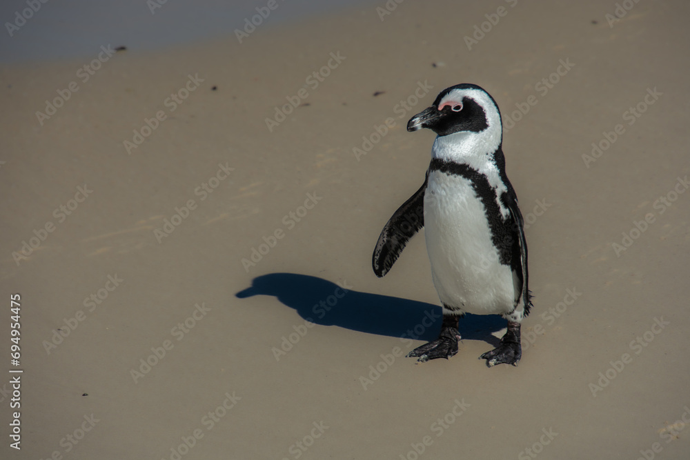 Fototapeta premium Penguins at the Bulders Beach colony near Cape Town, South Africa 
