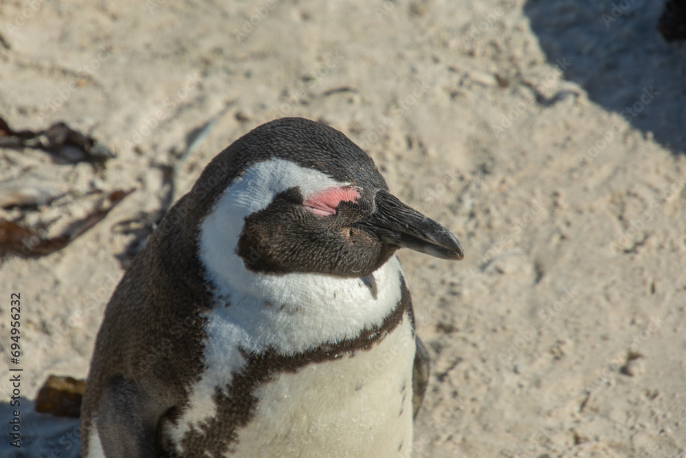 Fototapeta premium Penguins at the Bulders Beach colony near Cape Town, South Africa 