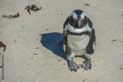 Penguins at the Bulders Beach colony near Cape Town, South Africa
 photo