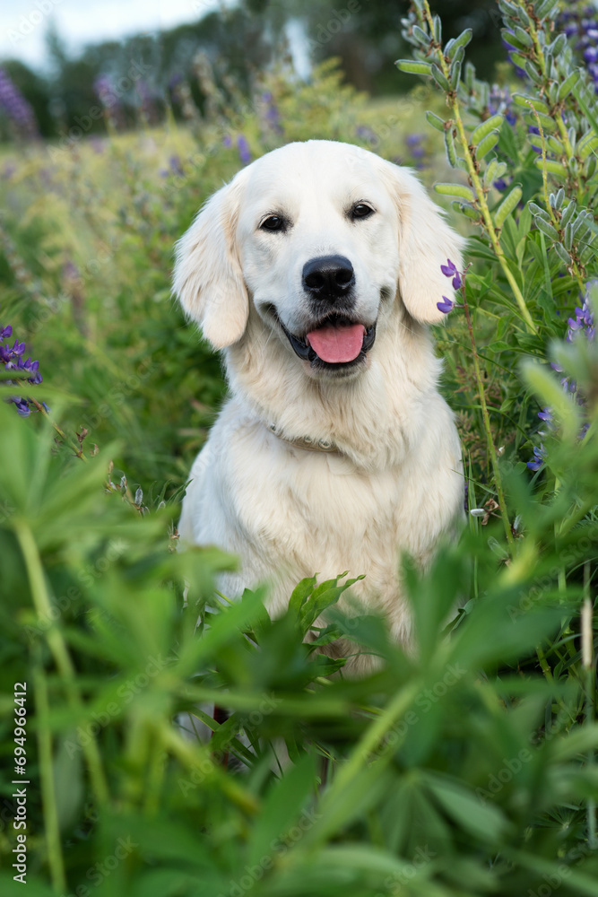 portrait of beautiful Golden retriver posing in countryside Lupine meadow. close up