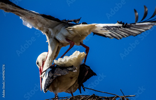 
Stork couple