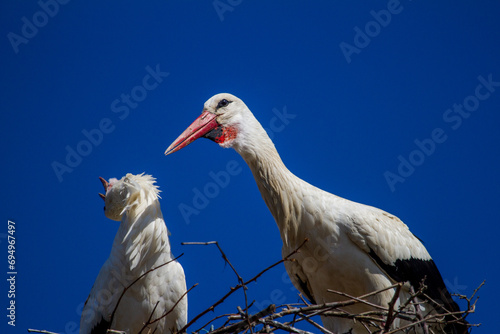 Stork couple