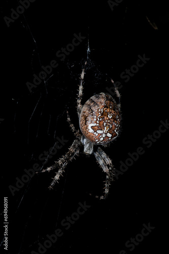 Une femelle de l'Epeire diadème sur sa toile (Araneus diadematus) la nuit