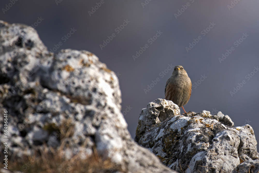 Alpine accentor in its habitat perching on rocks, Alps Mountains, Italy. Prunella collaris.