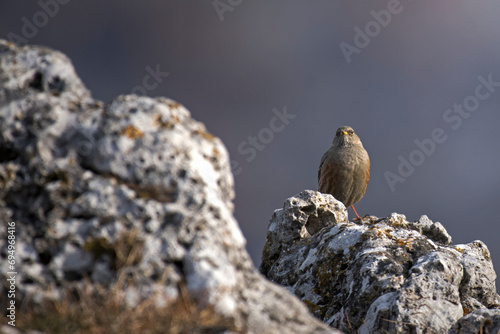Obraz na płótnie Alpine accentor in its habitat perching on rocks, Alps Mountains, Italy. Prunella collaris. w salonie