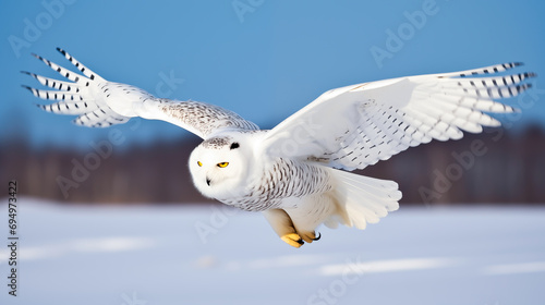 Majestic snowy owl in flight over a winter landscape, shallow field of view.
 photo